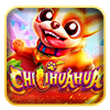 Chilhuahua